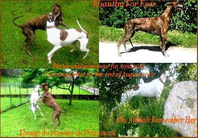 Du domaine de pharamond - Bébés Greyhound attendus pour fin Août 2012