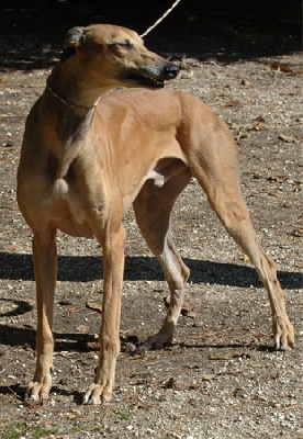 Du domaine de pharamond - Vahric, greyhound adulte à placer