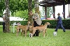  - Nationale d'élevage 2010 à La Roche Posay