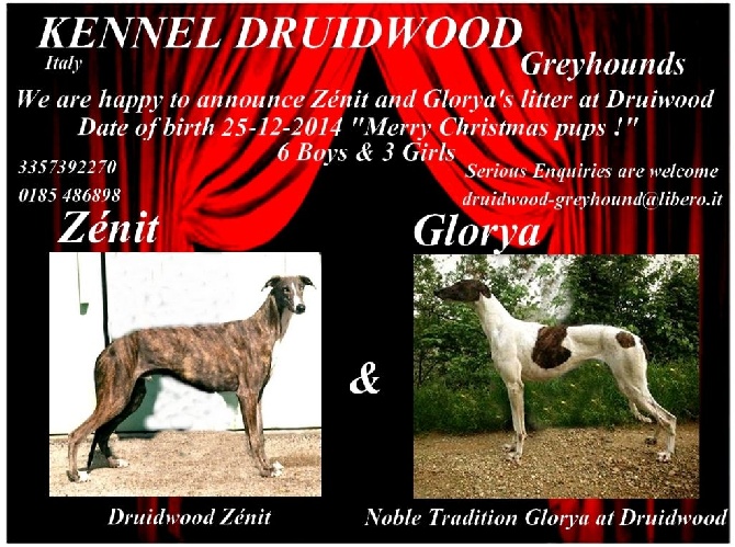 Du domaine de pharamond - Chiots Greyhounds à l'élevage Druidwood