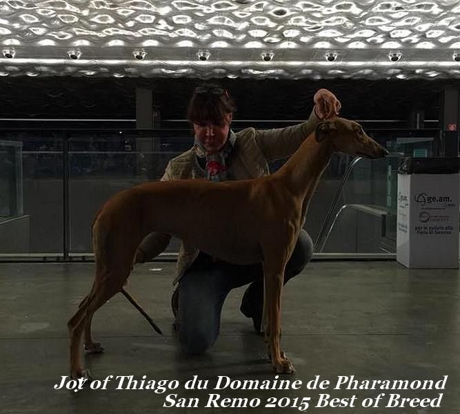 CH. Joy of thiago Du domaine de pharamond