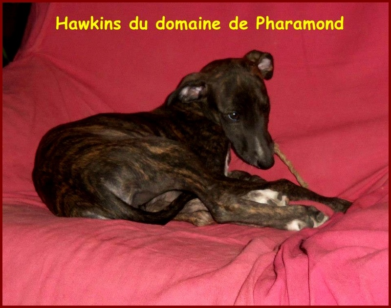 Hawkins for ever Du domaine de pharamond