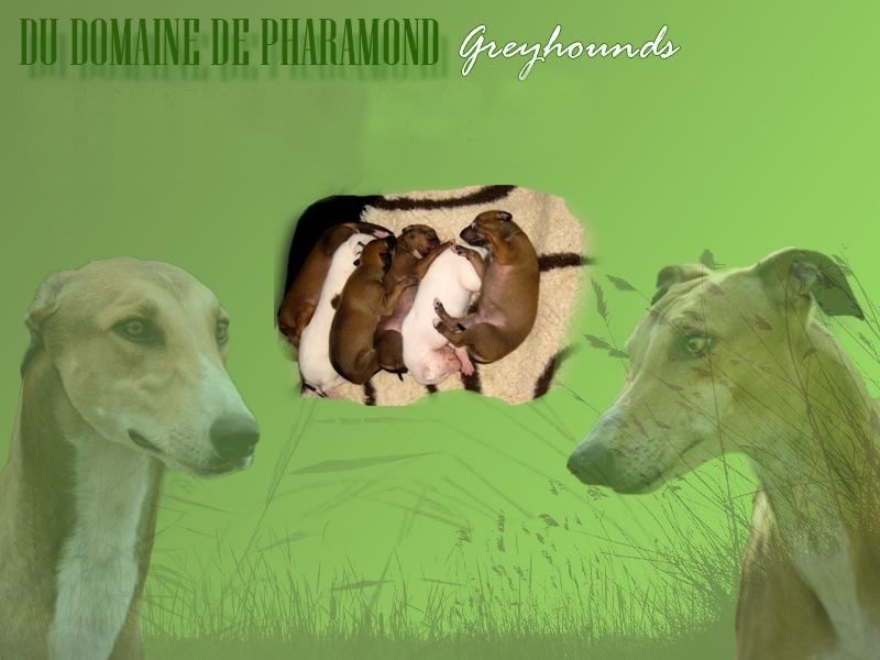 Du domaine de pharamond - Greyhound - Portée née le 05/09/2014