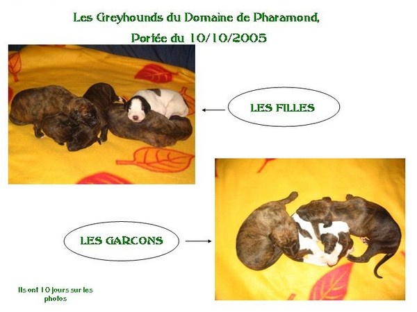 Du domaine de pharamond - Greyhound - Portée née le 10/10/2005