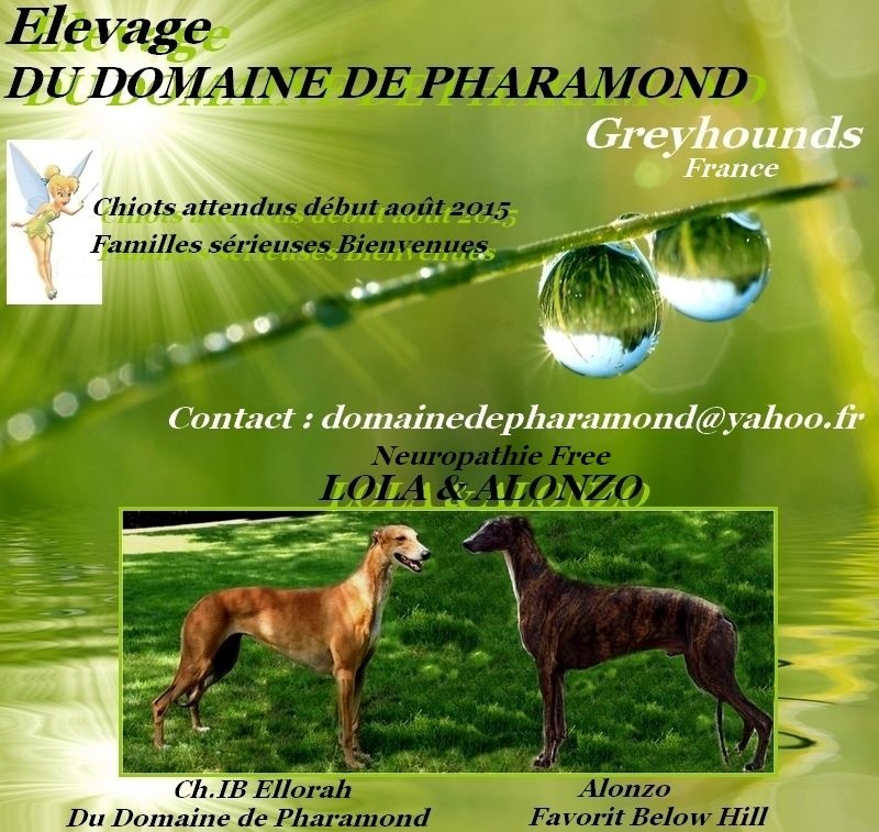 Du domaine de pharamond - Greyhound - Portée née le 01/08/2015