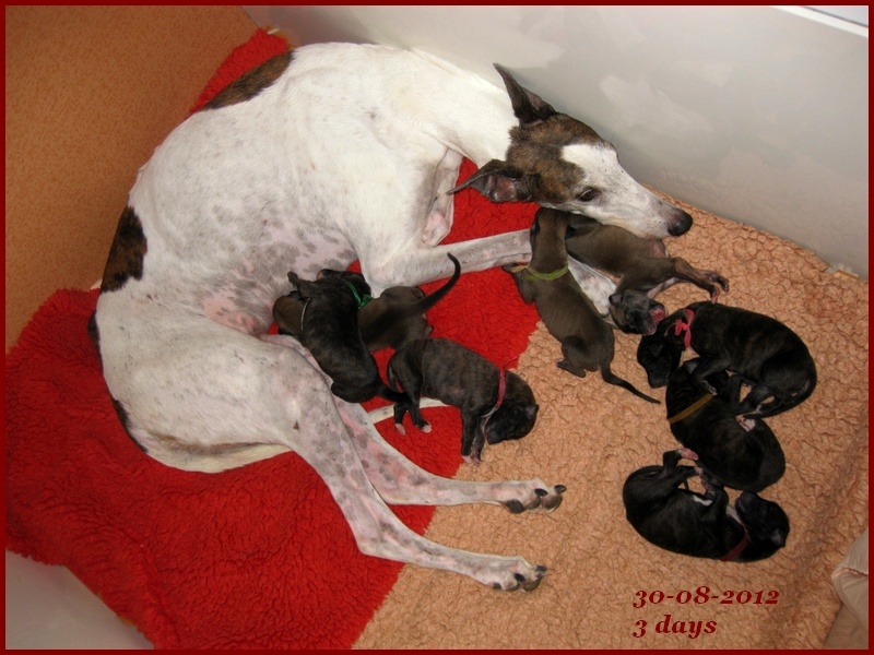 Du domaine de pharamond - Greyhound - Portée née le 27/08/2012
