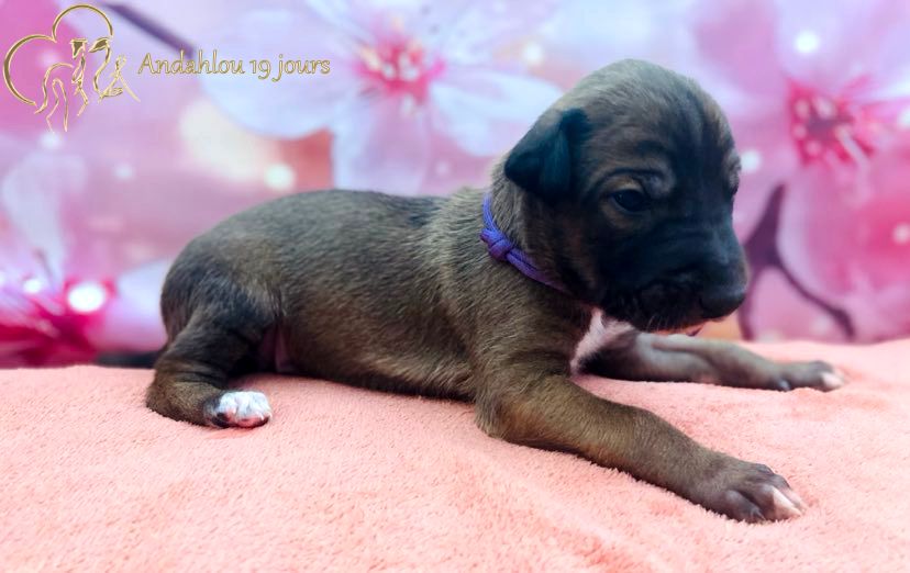 Du domaine de pharamond - Chiot disponible  - Greyhound