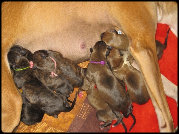 Du domaine de pharamond - Greyhound - Portée née le 21/03/2009