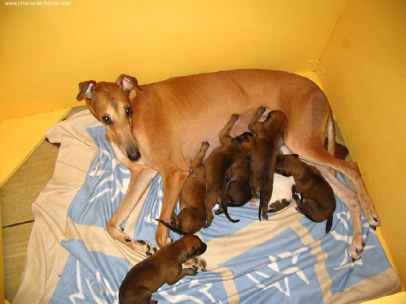 Du domaine de pharamond - Greyhound - Portée née le 01/06/2004