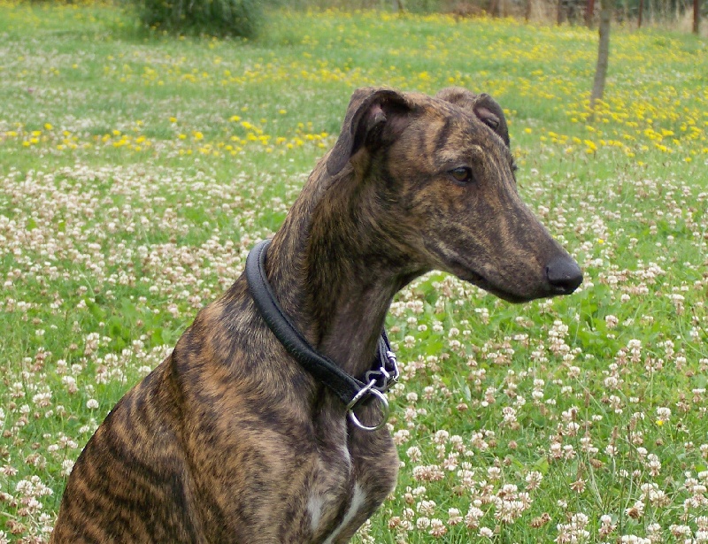 Essahne Du domaine de pharamond