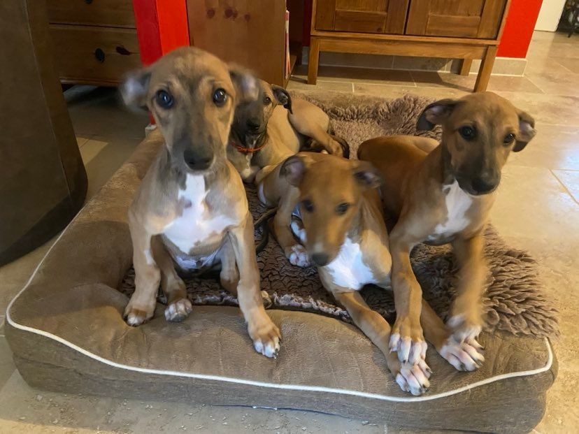 Plus de chiot disponible sur notre portée 2025
